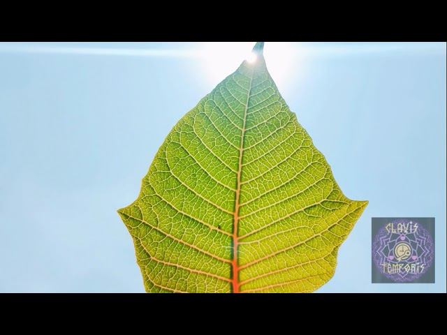 Медитация Исцеления Души и тела 4 и 12