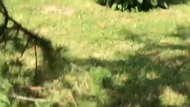 Макс бешеный огурец смотреть онлайн