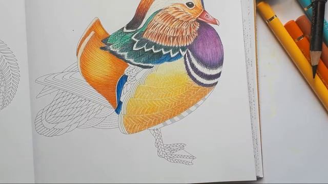 Live Coloring Millie Marotta & Résultat GIVEAWAY смотреть онлайн
