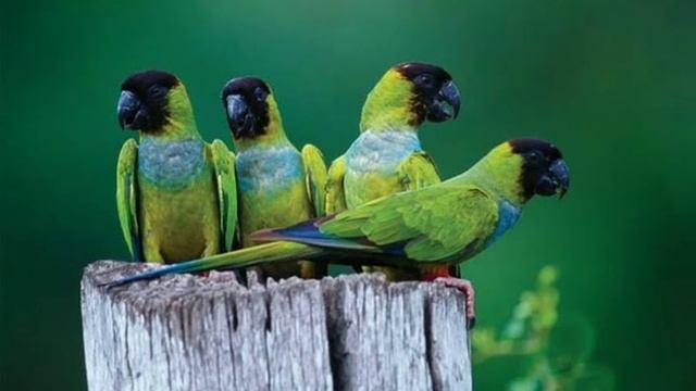 O canto do periquito de cabeça preta ( Aratinga nenday ) смотреть онлайн