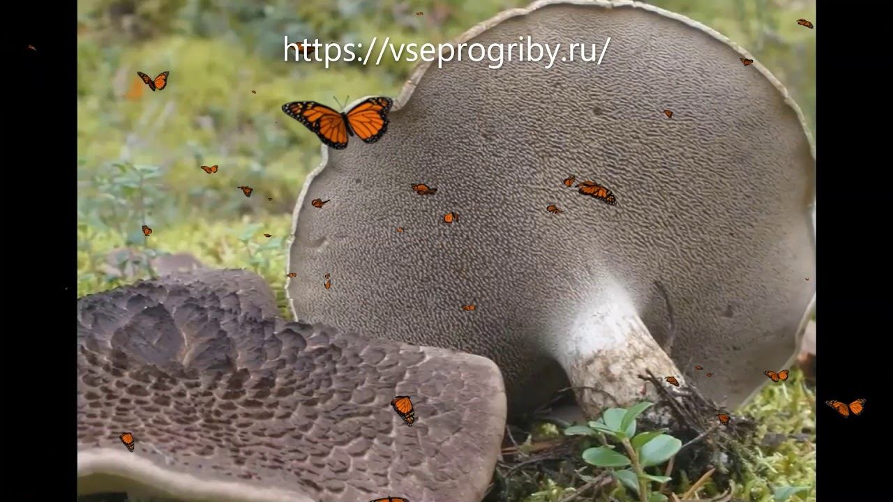 Какие грибы из семейства ежовиковых встречаются в наших лесах смотреть онлайн