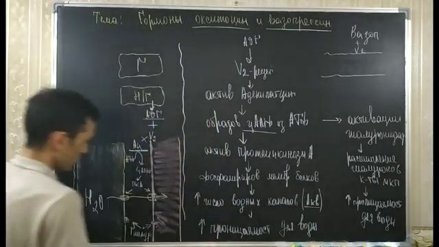 ЭНДОКРИННАЯ СИСТЕМА. ОКСИТОЦИН И ВАЗОПРЕСИН смотреть онлайн