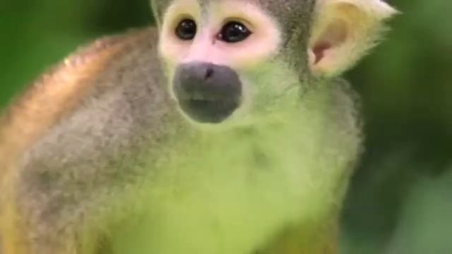 Sophie Hildesley, mono ardilla смотреть онлайн