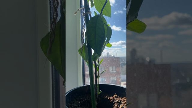 Цитрусовые растения после обработки цитокининовой пастой