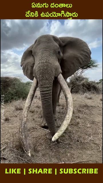 All About Elephant Teeth #shorts #factsintelugu #telugushorts смотреть онлайн