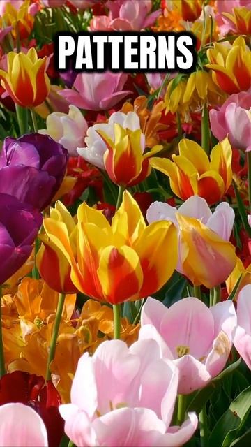 The Tulip Mania 4 смотреть онлайн