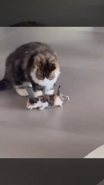 Милота дня: мама-кошка очень радуется первым шагам котёнка. смотреть онлайн