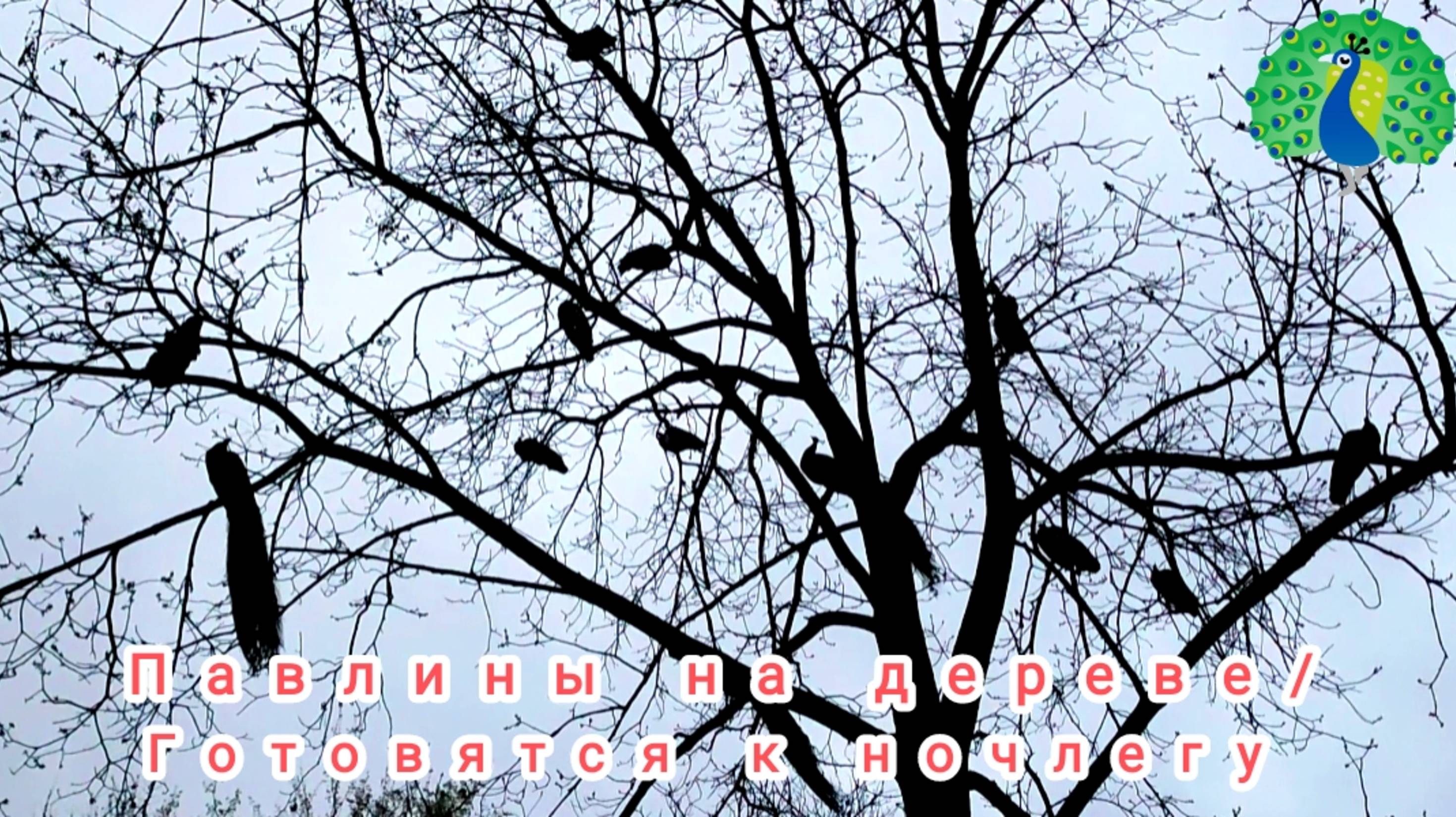 🦚Павлины умеют летать, ночуют на деревьях, издают забавные звуки🦚 смотреть онлайн