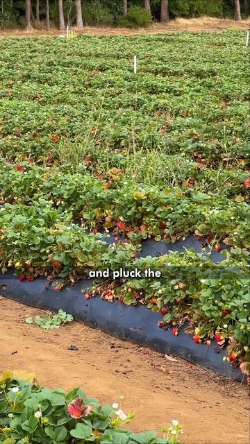 Unlimited Strawberry Farm! смотреть онлайн
