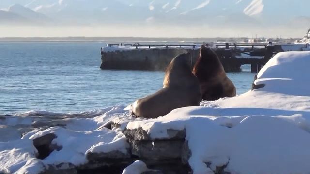 Kamchatka Avacha Bay Sea Lions смотреть онлайн