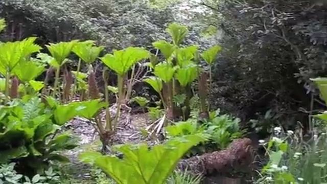 Gunnera-Manicata-Video.m4v смотреть онлайн