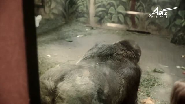 THE SECRET OF THE MIGHTY GORILLAS | CONGO | ANIMALS | WILDLIFE | JUNGLE | APES | AFRICA смотреть онлайн