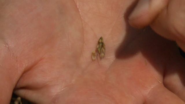 Stagonospora Nodorum Leaf & Glume Blotch смотреть онлайн