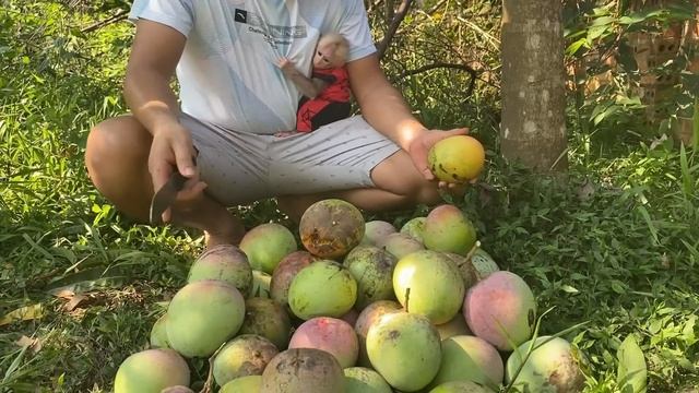 Monkey Bibi And Dad Harvest Mango And Jackfruit