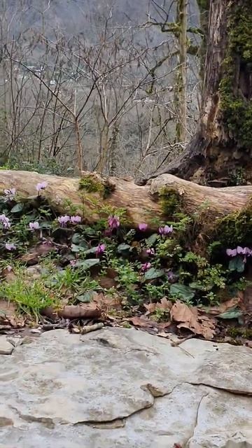 Цикламены в Тисо-самшитовой роще смотреть онлайн