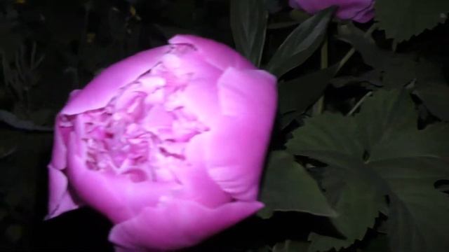 Flowers natur green смотреть онлайн