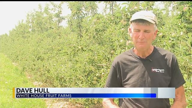 Local apple and peach farmers working to ensure quality crop смотреть онлайн