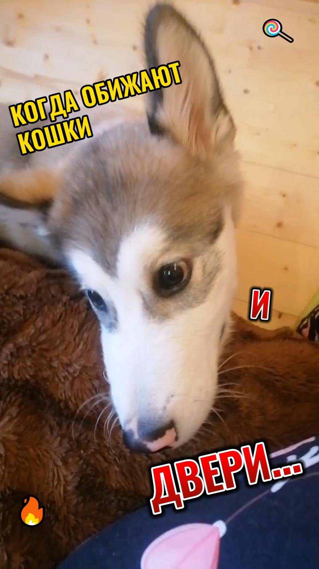 ОБИЖАЮТ КОШКИ  И ДВЕРИ