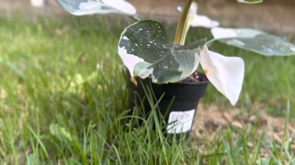 Philodendron White Wizard