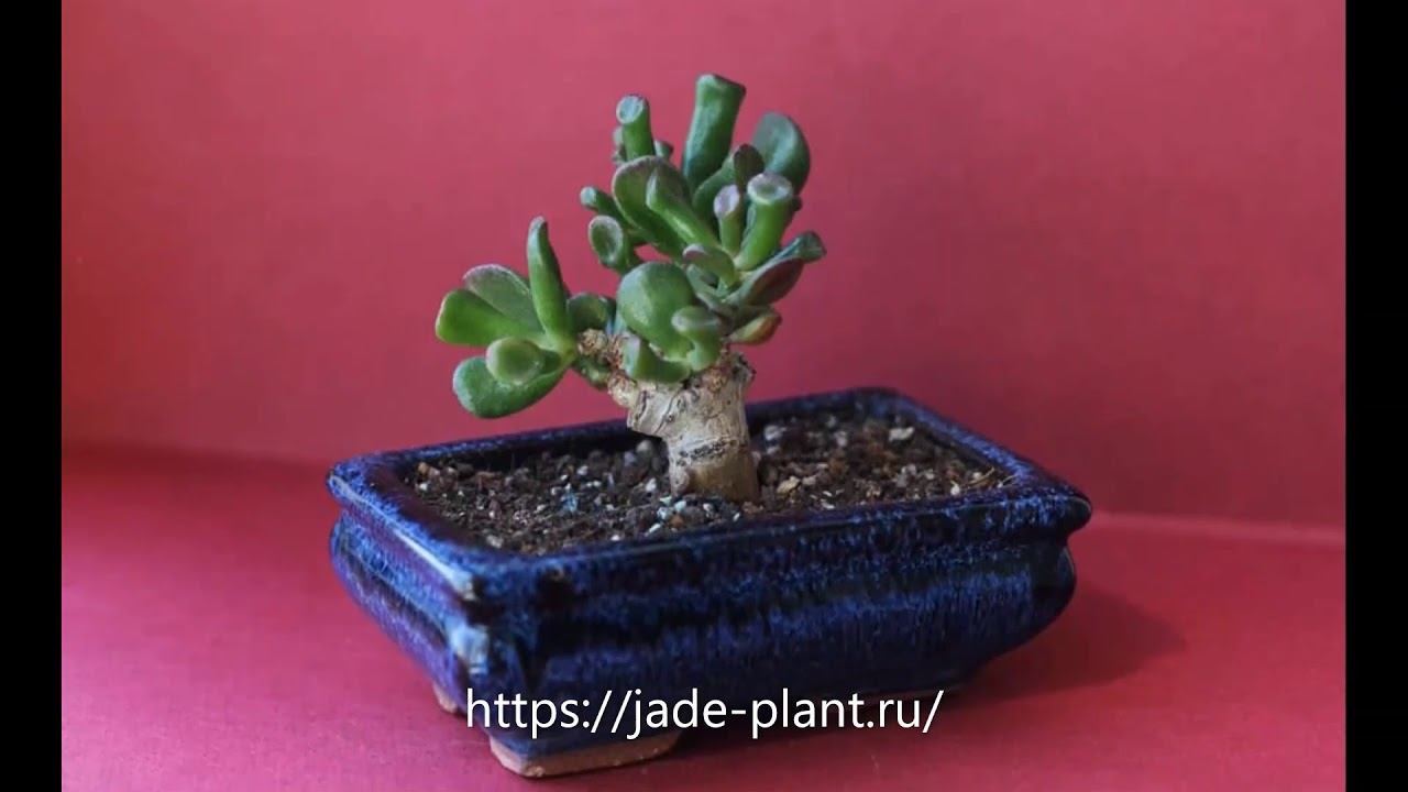 Crassula Ovata «Gollum» Горлум Нефрит, Хоббит Нефрит, Уши Людоеда смотреть онлайн