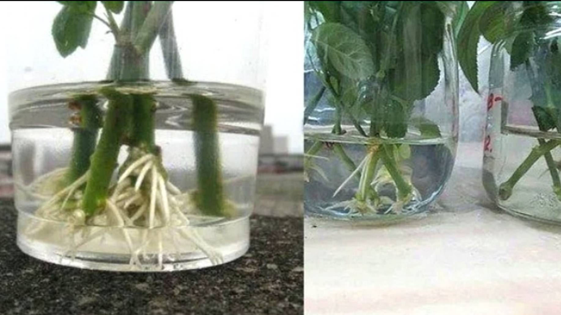 КАК УКОРЕНИТЬ ЛЮБОЙ ЧЕРЕНОК смотреть онлайн