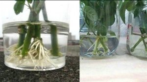 КАК УКОРЕНИТЬ ЛЮБОЙ ЧЕРЕНОК