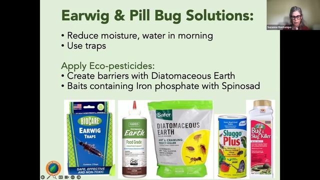 Spring Pest Management with an Eco-friendly Approach смотреть онлайн