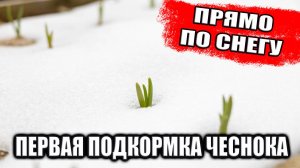 Первая подкормка чеснока по снегу мочевиной – ранний старт для богатого урожая!