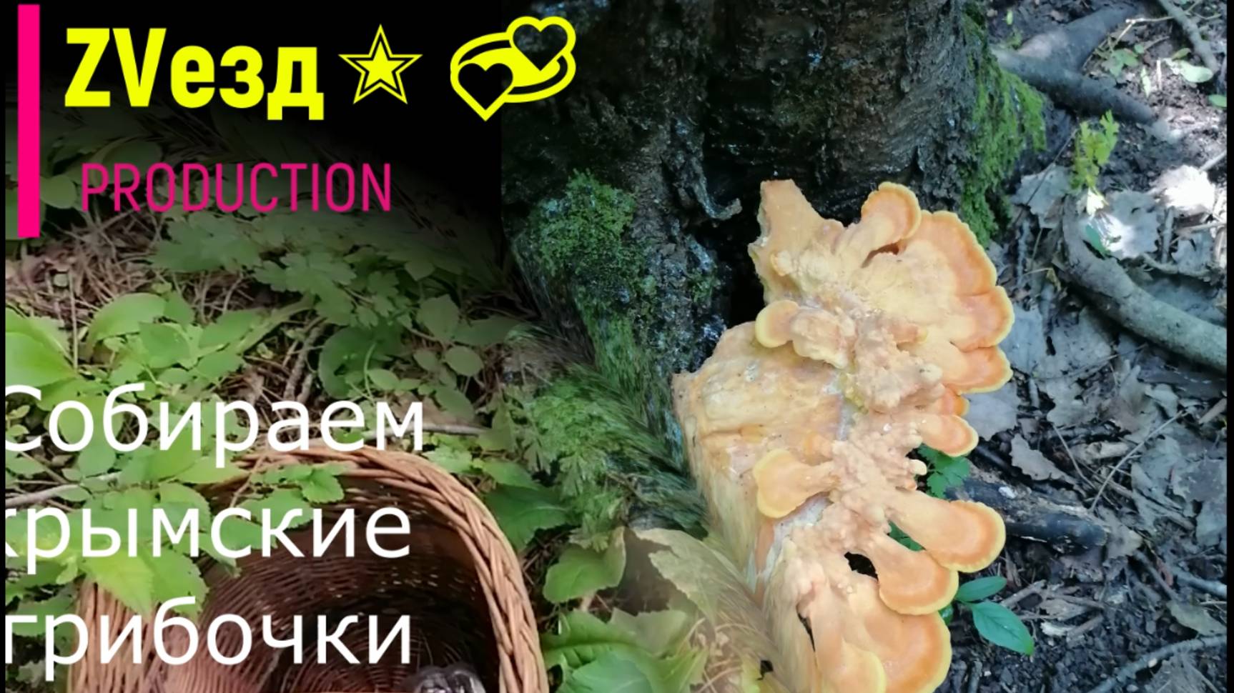 Грибы в Крыму. Июньский поход