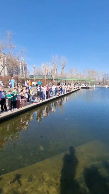 Карпы в парке в Барнауле смотреть онлайн