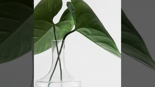 Новые цвета Dreamland из нашего Colormix® 2022. смотреть онлайн