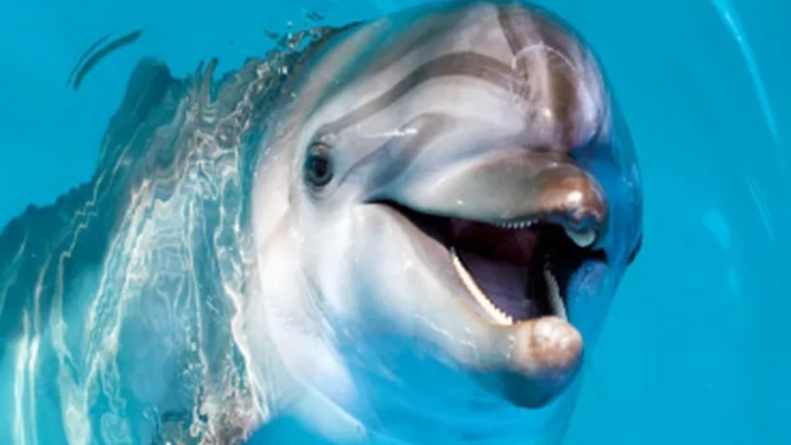 Дельфинарий смотреть онлайн