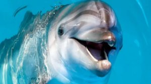 Дельфинарий