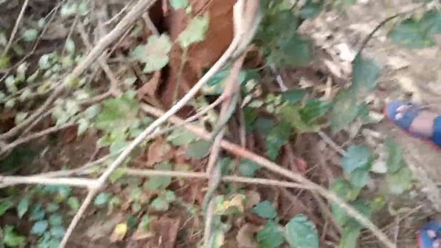 secret places & Dangerous forest beyond port hospital in Vizag ## india смотреть онлайн