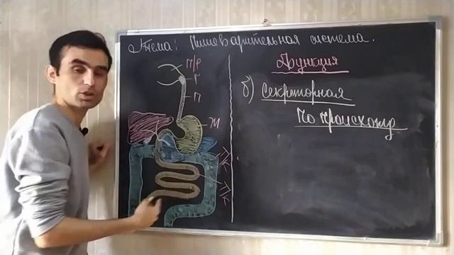 ЖКТ ПИЩЕВАРИТ СИСТЕМА ОБЩЕЕ смотреть онлайн