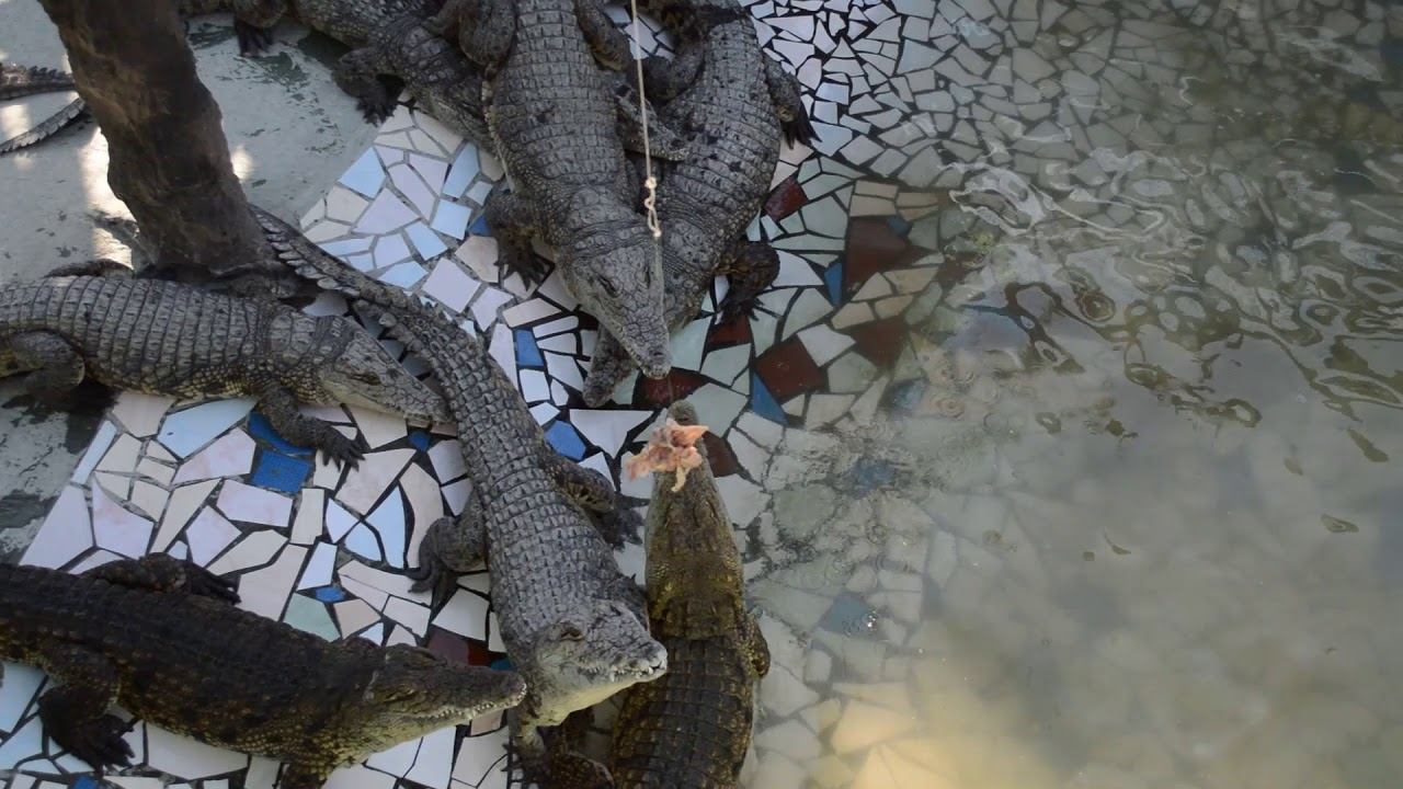 Миссисипский аллигатор в Голубицкой смотреть онлайн