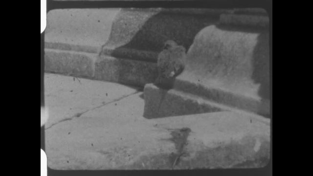 12.16.20 Fomapan FOMA R100 Bolex D8L Eumig C3 смотреть онлайн