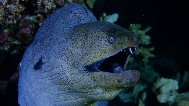 THE HIDDEN TREASURES OF THE RED SEA смотреть онлайн
