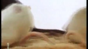 Наш папа — майонез (1986) СССР