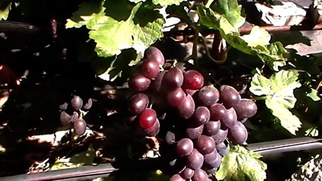 Сорт винограда "2 14 52" - сезон 2019 # Grape sort "2 14 52" смотреть онлайн