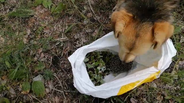 Собрали ЧЕРЁМУХУ и ЁЖИКА !!! смотреть онлайн