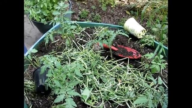 Planting our Tomatoes for the season 2013 part 2 смотреть онлайн