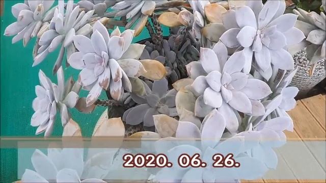 10년 정도 된 다육 펜타드럼입니다 смотреть онлайн