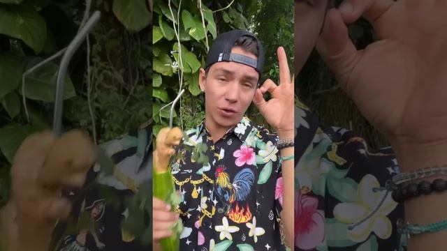 Cacanat Mihhlk COMPILATION #2 смотреть онлайн