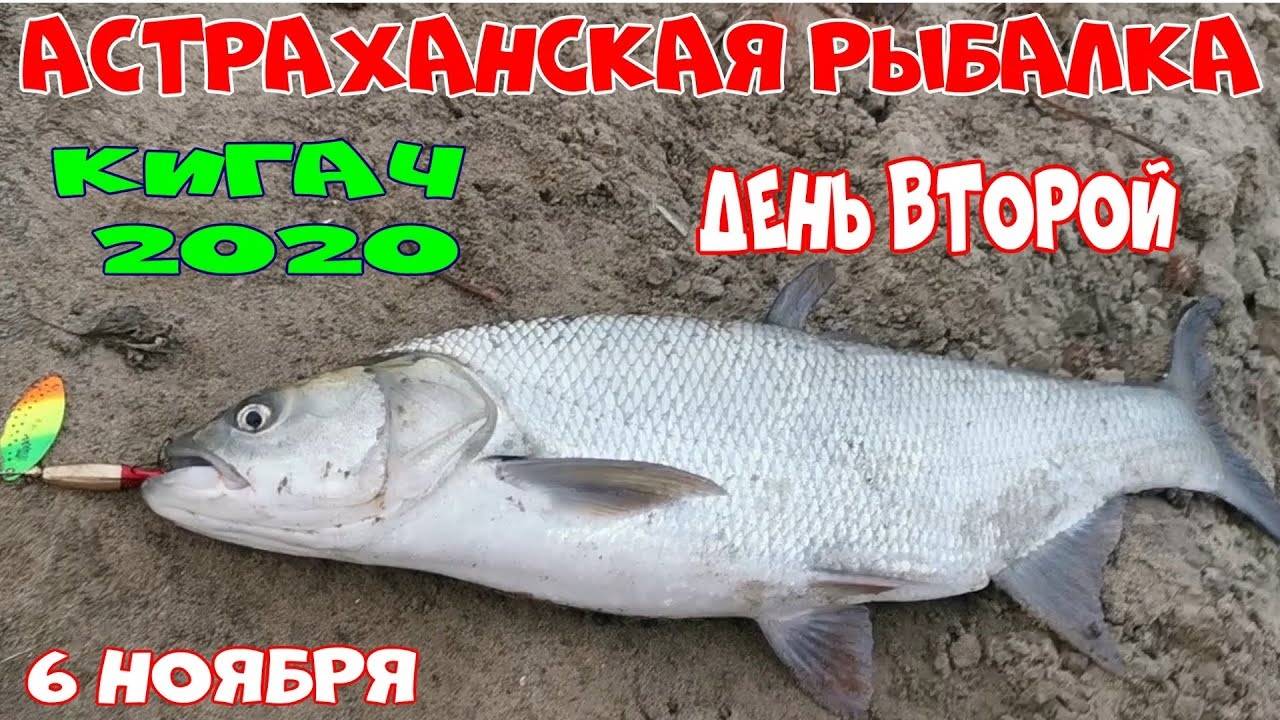 АСТРАХАНСКАЯ РЫБАЛКА. КИГАЧ 2020 НОЯБРЬ.