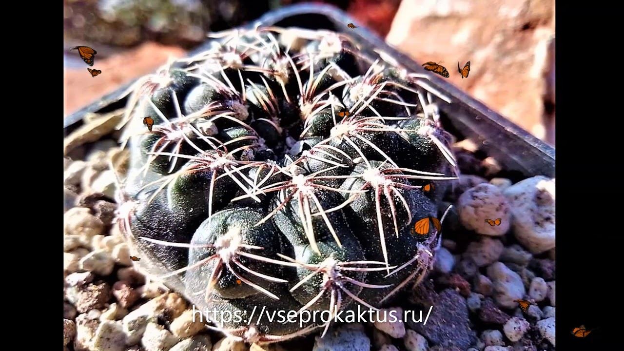 Где разместить бесплатно объявление о продаже суккулентов смотреть онлайн