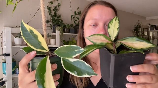 HOYA KRIMSON QUEEN & PRINCESS: Difference & Care Tips смотреть онлайн