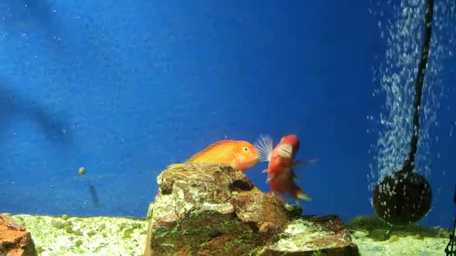 Трофеусы Ред Бишоп мечут икру. Tropheus Moorii Red Bishop spawning смотреть онлайн