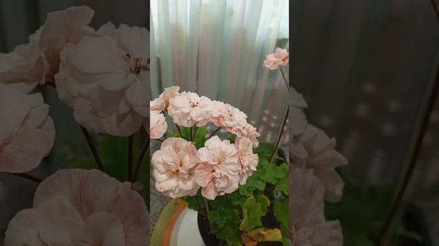 О сколько нам открытий чудных готовит созерцание цветов😍 Или, ода Леоне Галактике! смотреть онлайн