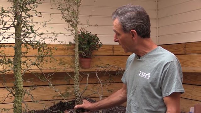 Growing the Elephant Tree (Operculicarya decaryi) смотреть онлайн